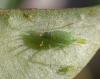 Acyrthosiphon pisum